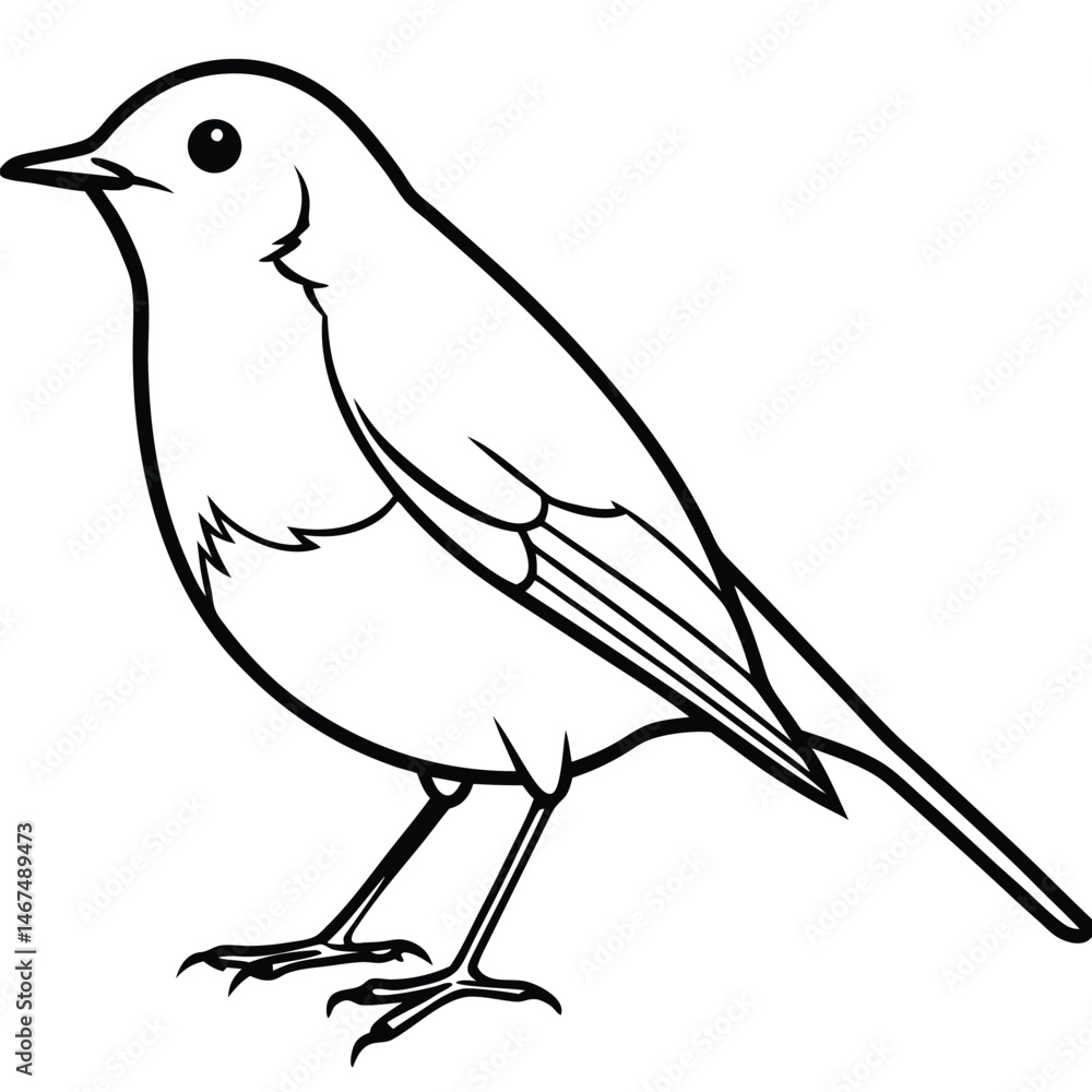 Obraz premium European Robin Line Art Illustration Isolated Bird Design for Backgrounds