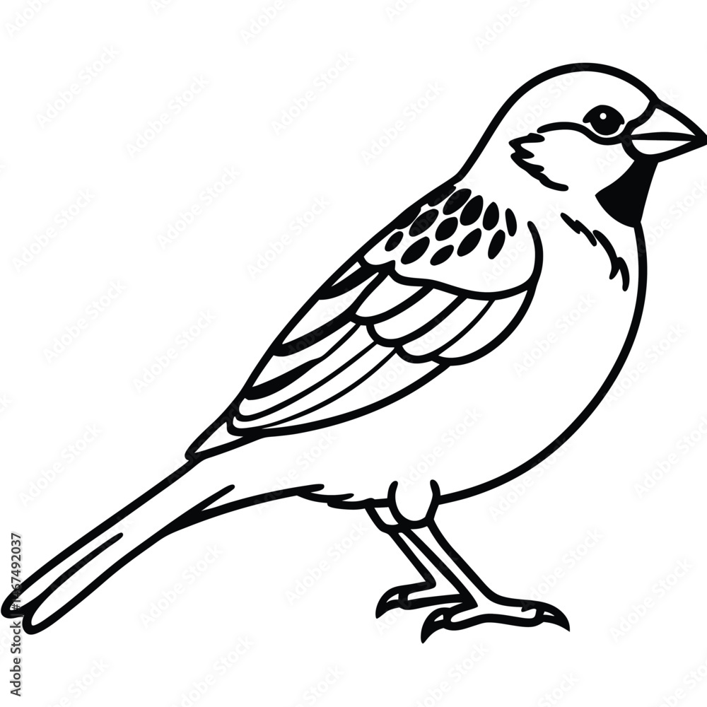 Fototapeta premium House Sparrow Line Art Illustration Isolated Bird Graphic