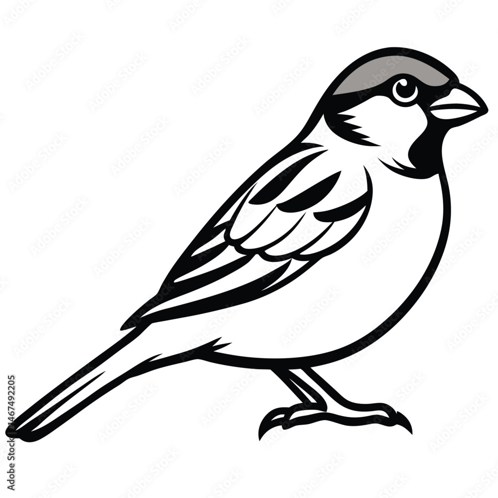 Obraz premium House Sparrow Line Art Illustration Detailed Bird Drawing for Design Projects