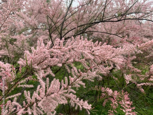 Tamarix, a small tree with thin branches and small pink flowers in fluffy inflorescences. Tree with pink flowers in a city park