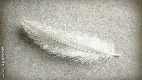Delicate White Feather on Soft Gray Background Artistic Photography