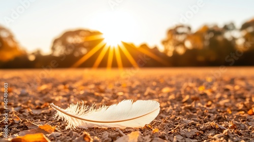 Soft White Feather on Ground at Sunset with Rays of Sunlight