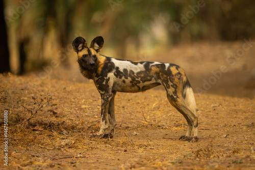 Canvas Print African wild dog stands staring over shoulder