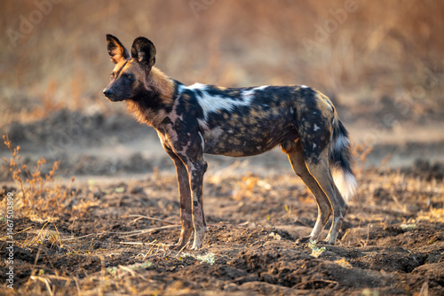 Canvas Print African wild dog stands on uneven ground