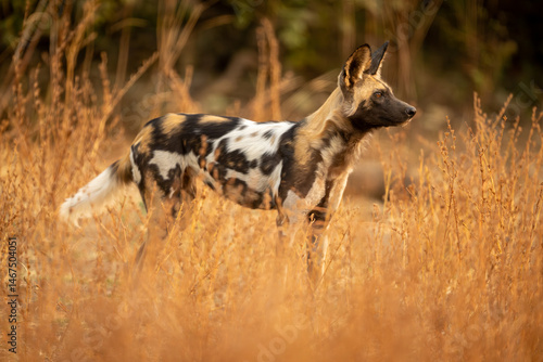 Photography African wild dog stands in thick bushes
