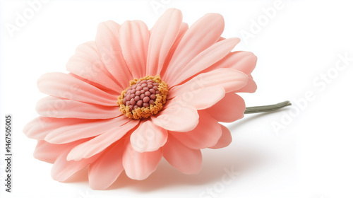 Soft pink daisy flower on a transparent background.