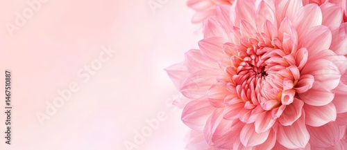 A lovely pink flower stands out against a gentle pastel background, providing ample space for additional content