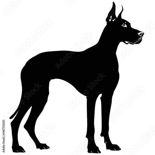 Majestic Great Dane Silhouette: A Striking Black and White Canine Portrait