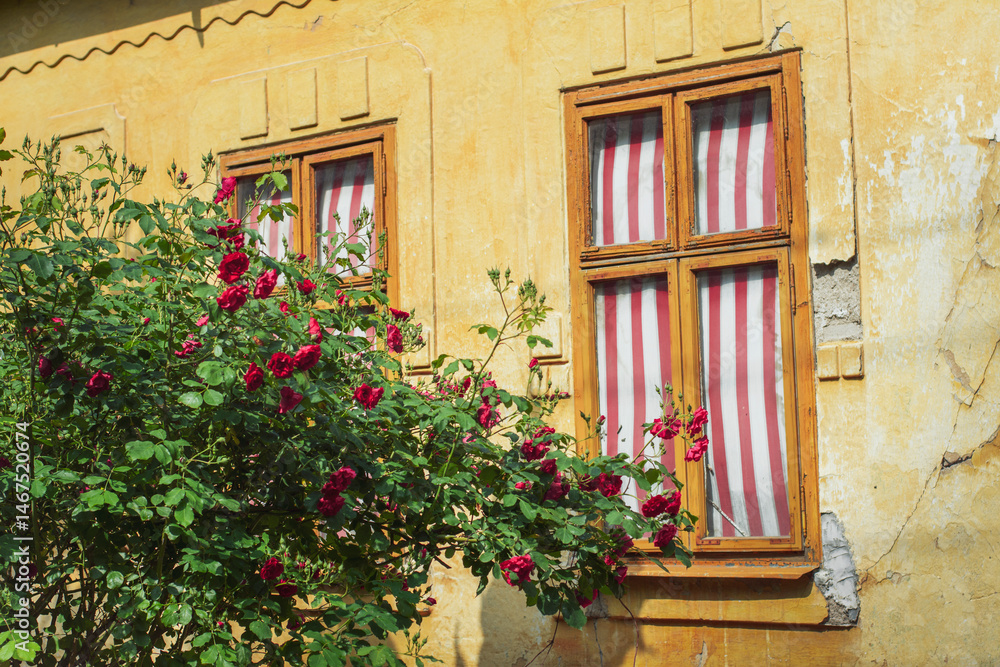Red roses in front of an old house with red and white striped shades on windows Red roses in front of an old house with red and white striped shades on windows