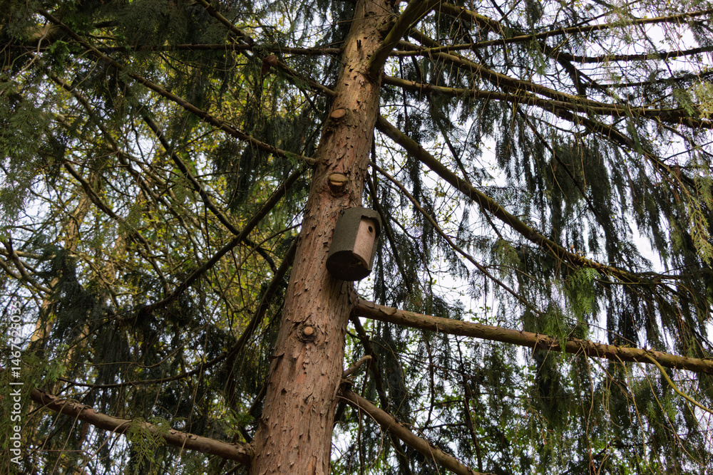 Obraz premium Wooden tree house for migratory birds 