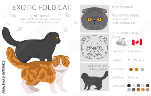 Foldex cat, Exotic Fold Cat clipart. All coat colors set.  All cat breeds characteristics infographic. Vector illustration