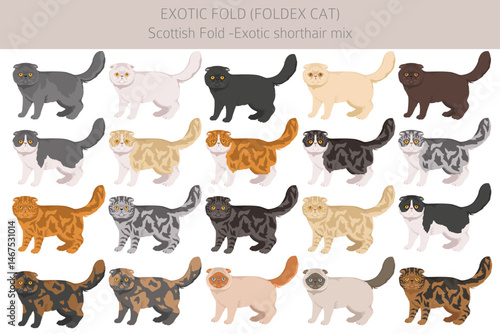 Foldex cat, Exotic Fold Cat clipart. All coat colors set.  All cat breeds characteristics infographic. Vector illustration