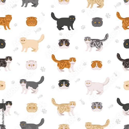 Foldex cat, Exotic Fold Cat clipart. All coat colors set.  All cat breeds characteristics infographic. Vector illustration