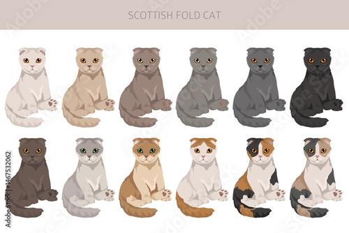 Scottish Fold Cat clipart. All coat colors set.  All cat breeds characteristics infographic. Vector illustration