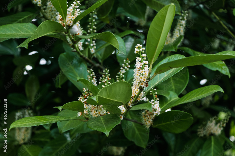Fototapeta premium Medicinal laurel (Latin: Prúnus laurocérasus) is an evergreen woody plant; a species of the subgenus Cherry of the genus Plum (Prunus) of the family Rosaceae.