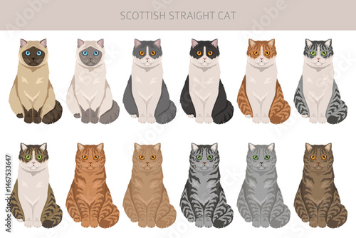 Scottish Straight Cat clipart. All coat colors set.  All cat breeds characteristics infographic. Vector illustration