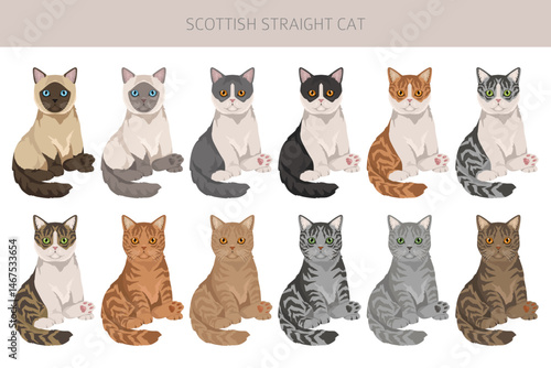 Scottish Straight Cat clipart. All coat colors set.  All cat breeds characteristics infographic. Vector illustration