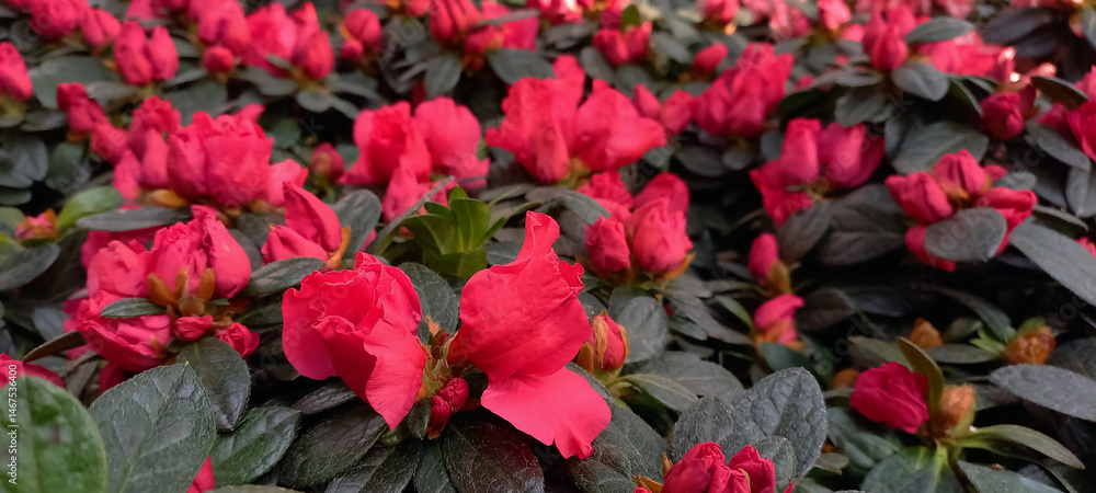 Close-up of vibrant red and pink Azalea flowers in full bloom, surrounded by dark green foliage. A lush floral display ideal for garden decoration and spring-themed design Close-up of vibrant red and pink Azalea flowers in full bloom, surrounded by dark green foliage. A lush floral display ideal for garden decoration and spring-themed design