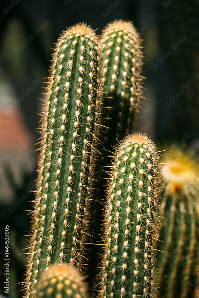 Long green cacti with yellow needles growing in a greenhouse. Long green cacti with yellow needles growing in a greenhouse.