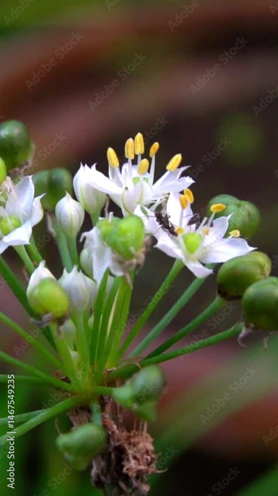 white and yellow flower