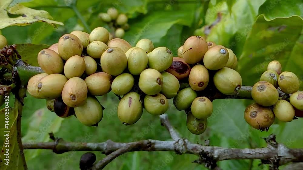 Fresh young coffee fruit on the tree, 4k high resolution rare Fresh young coffee fruit on the tree, 4k high resolution rare
