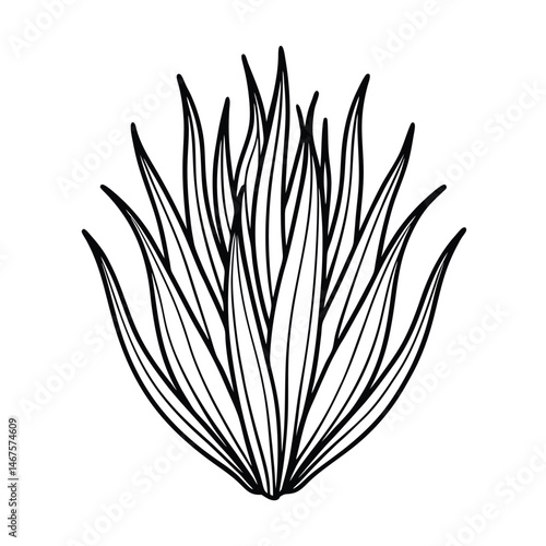 vector illustration of a chives