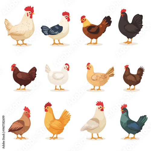 Poultry Flat vector, minimalist design, isolated on a white background.