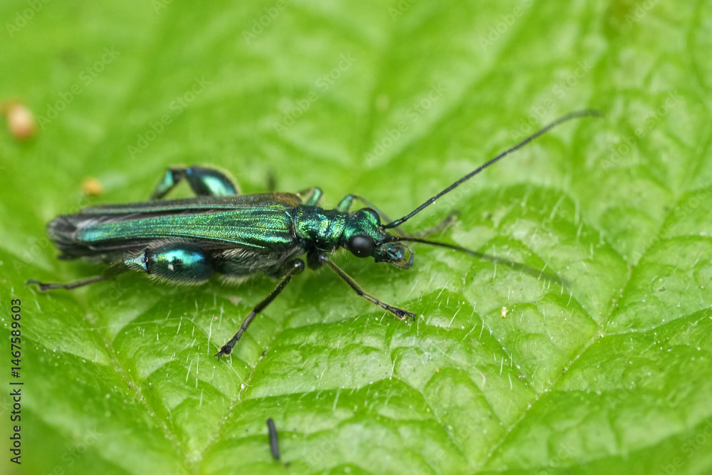Naklejka premium Closeup on the metallic green false oil beetle, Oedemera nobilis resting on a leaf