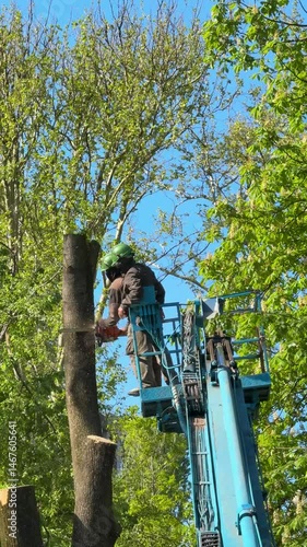 Close up of arborist using chainsaw on tree from boom lift