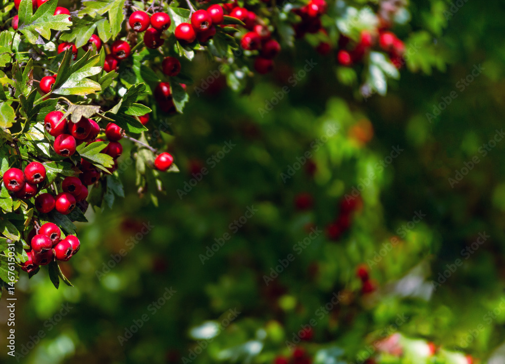 Bright red hawthorn berries cluster on a leaf-covered branch Bright red hawthorn berries cluster on a leaf-covered branch
