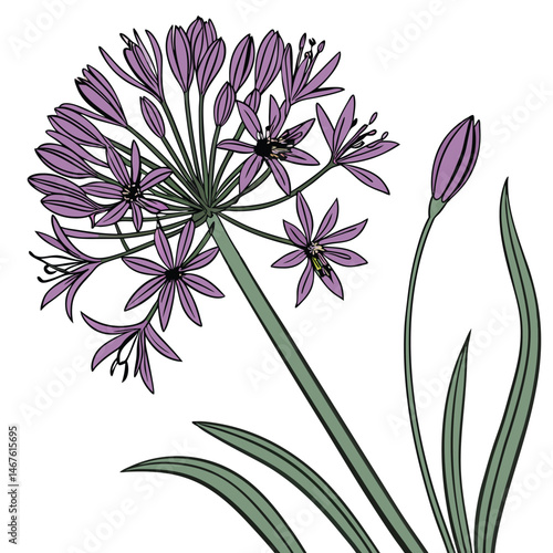 Allium Flower Illustration