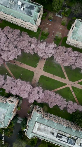 An impressive alley of cherry blossoms filmed from above by a drone in a vertical format. Bright pink flowers, green lawn and paths create a harmonious spring composition.