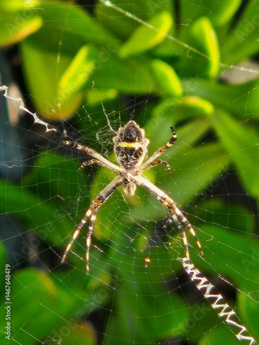 One spider in its web