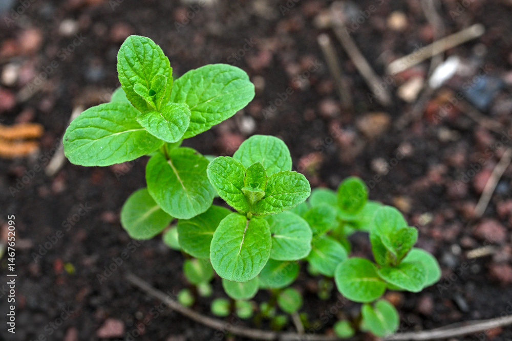 Mint plant Mint plant