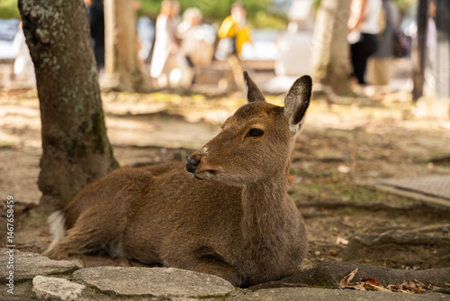 Deer