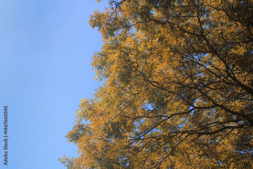Golden Tree Canopy Against Bright Blue Sky Golden Tree Canopy Against Bright Blue Sky