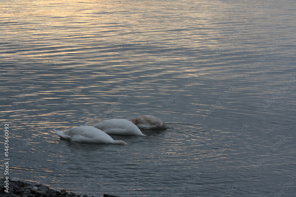 Fototapeta premium paysage sauvage de cygnes qui pêchent dans l'eau miroitante d'un lac 