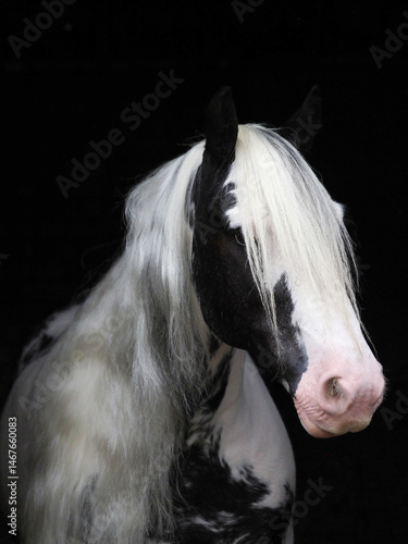 Piebald Horse Headshot