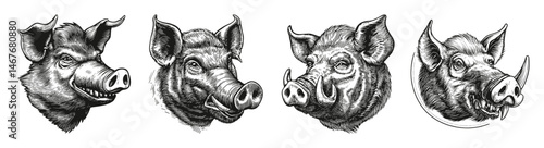 Detailed Vintage Illustrations of Wild Hog and Warthog Heads, vector illustration, engraving design, logo design set, black and white line, template design element
