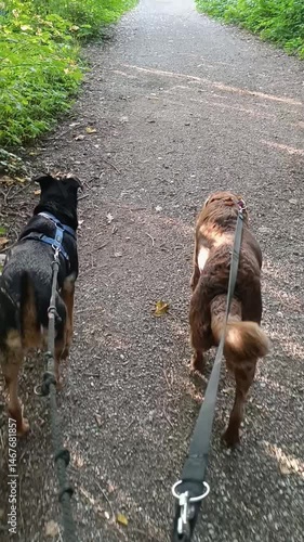 Two dogs enjoy a peaceful walk along a wooded path in the late afternoon sunshine, showcasing their playful energy and companionship