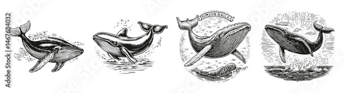 Vintage Illustration of Humpback Whales Breaching in Various Poses, vector illustration, engraving design, logo design set, black and white line, template design element