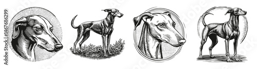 Elegant Illustrations of Greyhounds in Various Artistic Styles, vector illustration, engraving design, logo design set, black and white line