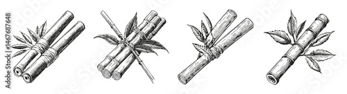 Vintage Hand-Drawn Bamboo Sticks with Leaves in Black and White, vector illustration, engraving design, logo design set, black and white line