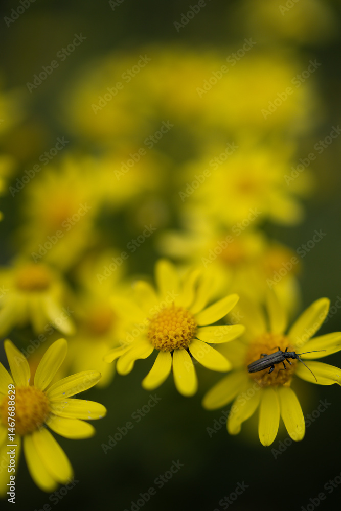 Macro close-up of bright yellow wildflowers (likely common ragwort – Senecio jacobaea) blooming in their natural meadow habitat. The flowers emerge from lush green vegetation with a softly blurred bac Macro close-up of bright yellow wildflowers (likely common ragwort – Senecio jacobaea) blooming in their natural meadow habitat. The flowers emerge from lush green vegetation with a softly blurred bac
