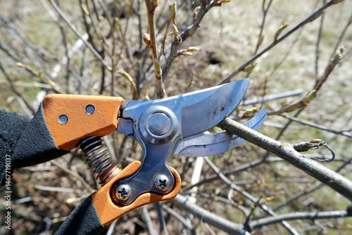 Close-up of a pruner with orange handles and a shrub. A gardener will show you how to trim the dry branches of a shrub in autumn or spring using garden pruning shears.Gardening concept