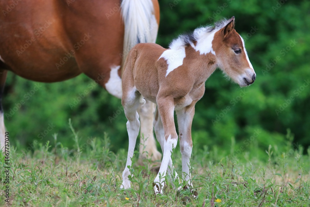 Fototapeta premium Un jeune poulain et sa maman