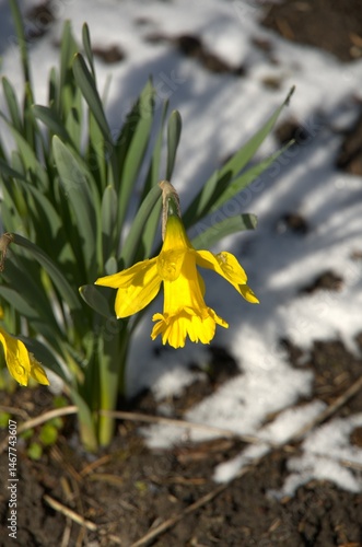 Daffodil flowers on a frosty snowy spring day
