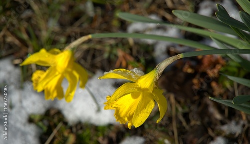 Daffodil flowers on a frosty snowy spring day