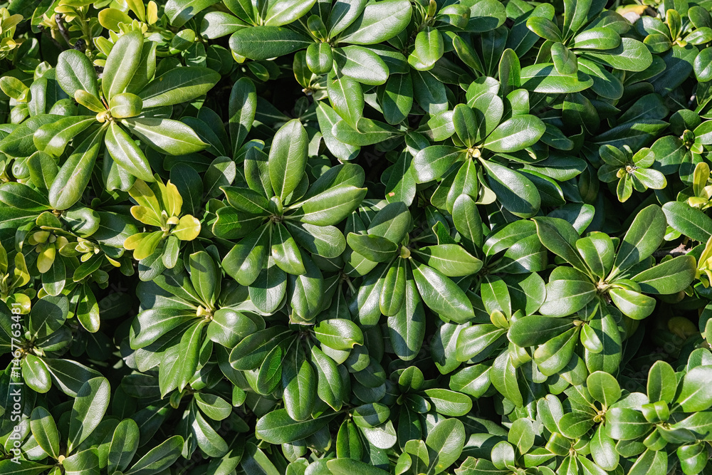 Obraz premium Shiny green leaves of Pittosporum Tobira Nana background