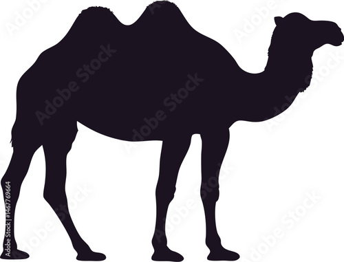 A black dromedary camel, stands as a silhouette on the sand A brown dromedary mammal, a camel, stands as a silhouette on the desert sand and beach